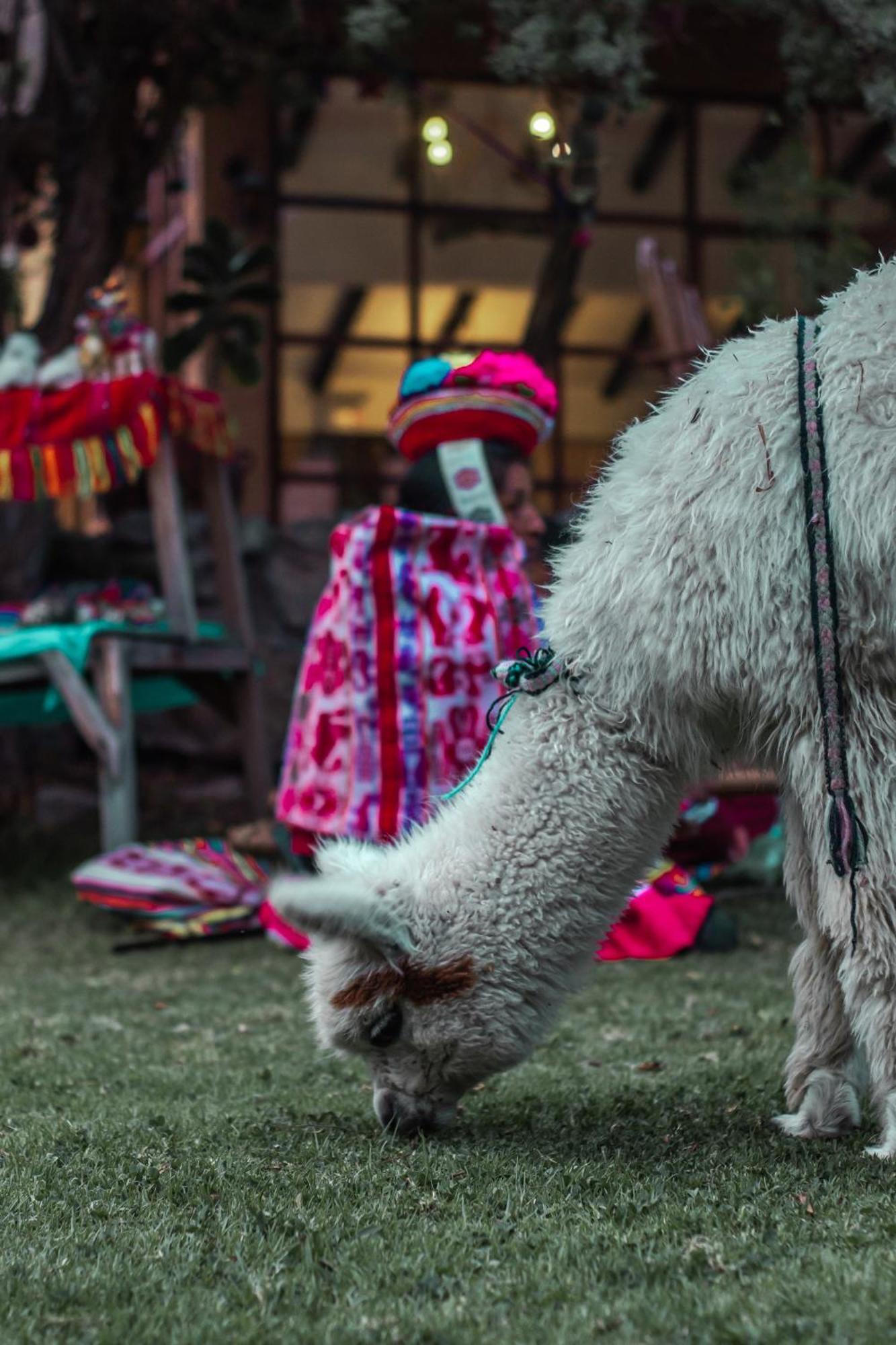Andean Wings Valley Urubamba Ngoại thất bức ảnh